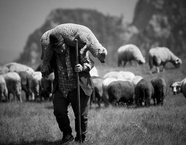 Thank God for the Shepherd